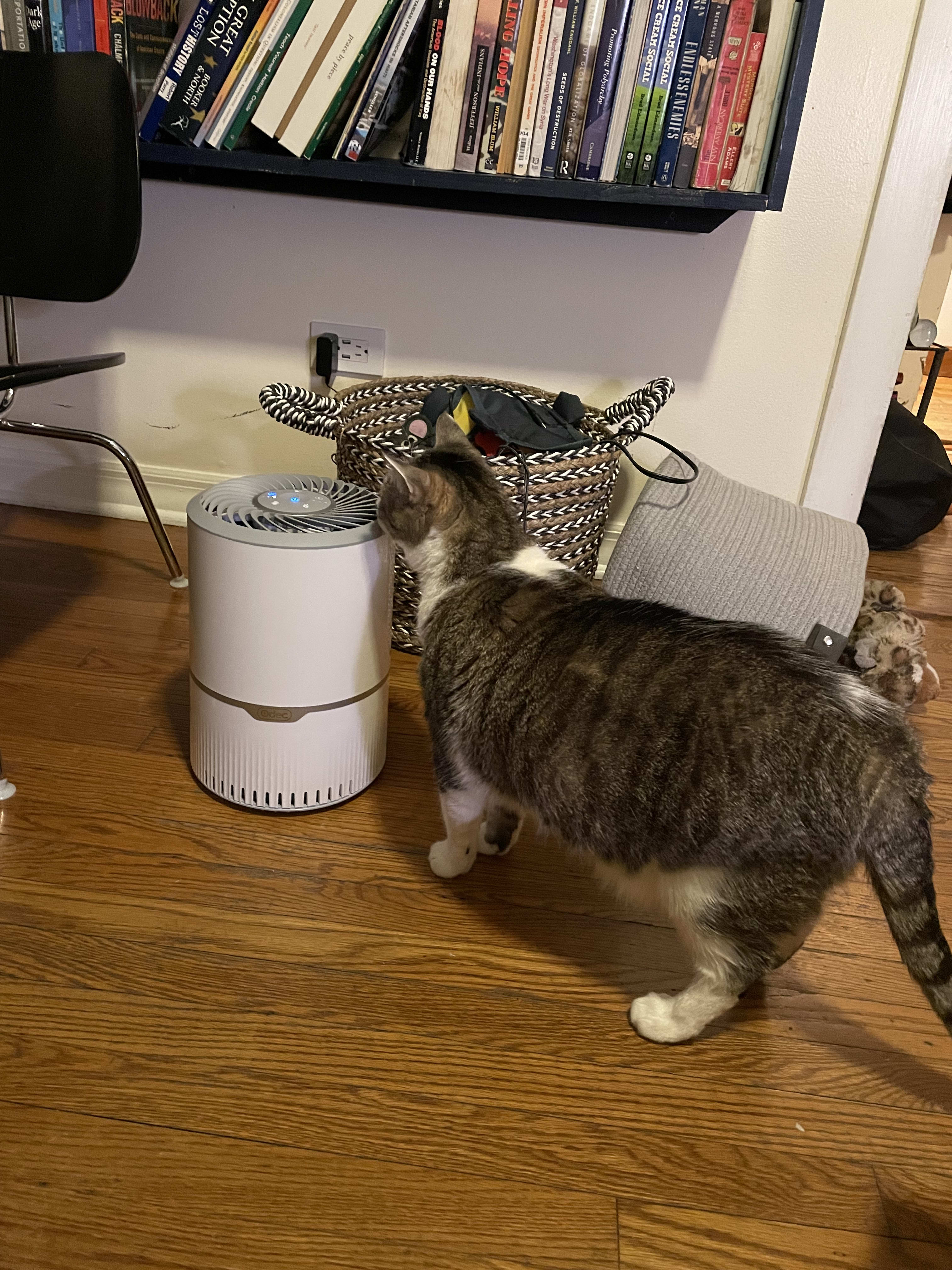 Boo sniffing air purifier