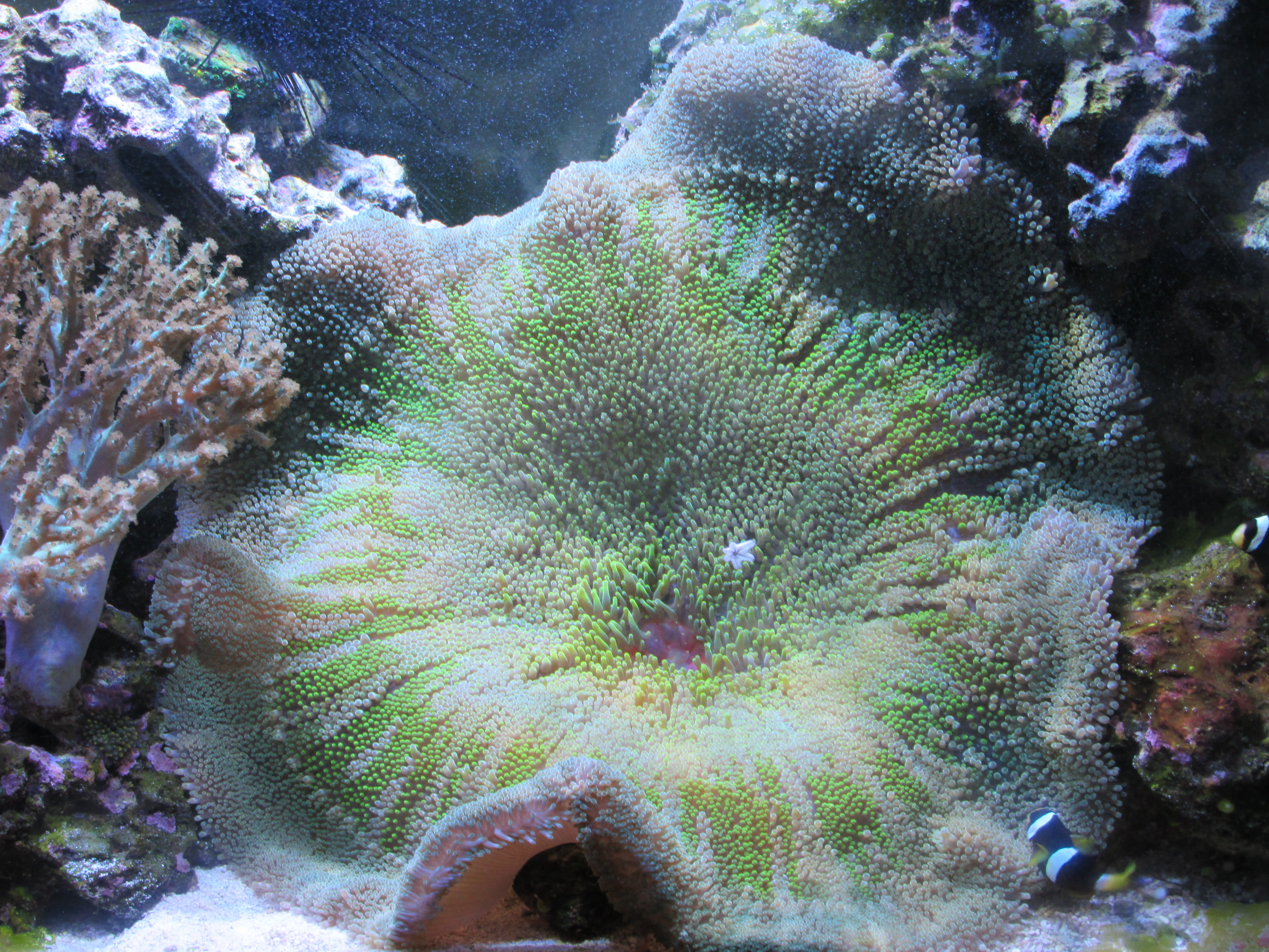 Hadonni Carpet Anemone