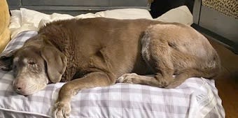 Gracie, 13, in repose - Thanksgiving 2022