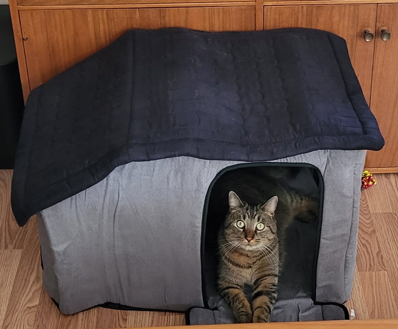 Bibby in his new home