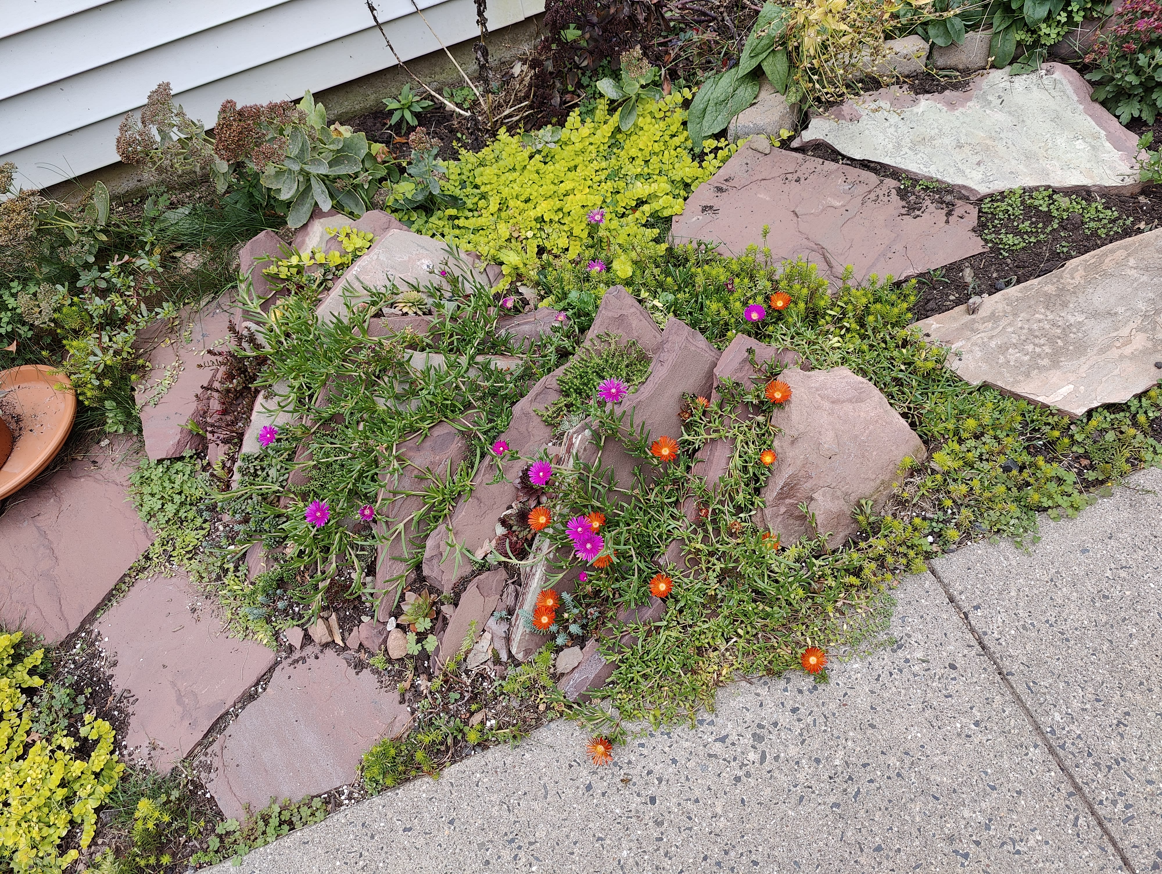 hardy stonecrop and succulents in a crevice garden
