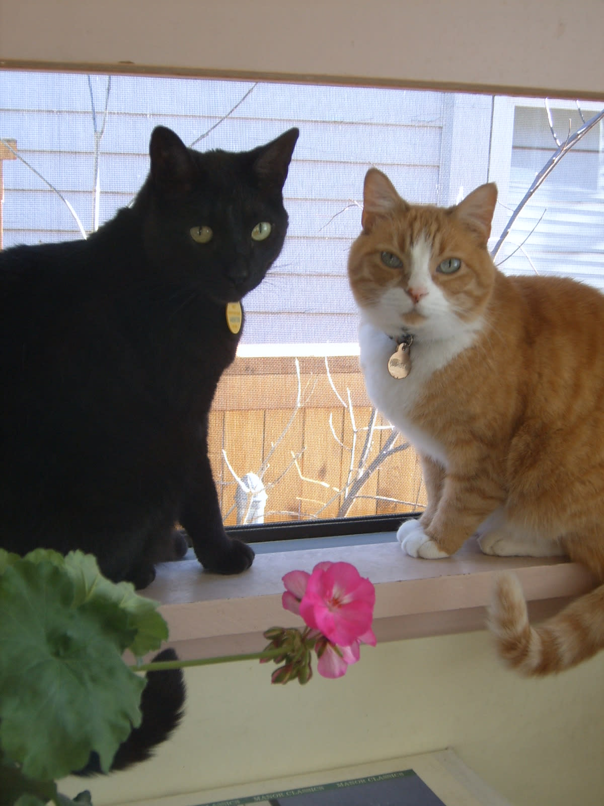 Django (black kitty) & Taffy (orange kitty, RIP)