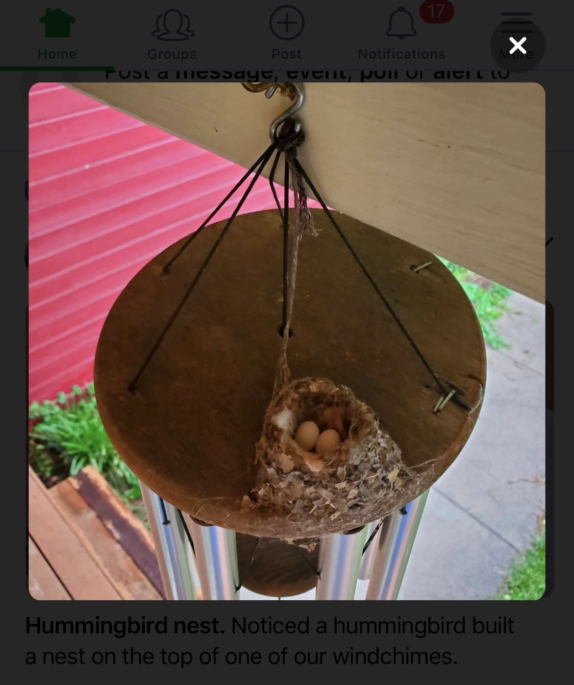 hummingbird nest