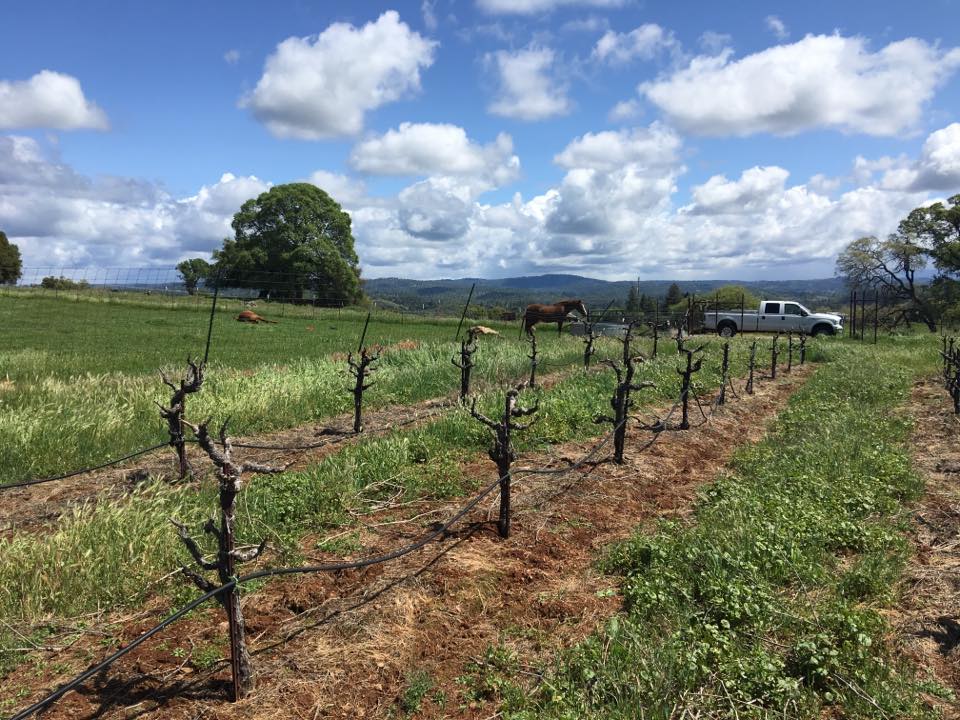 this is the Busi Ranch vineyard