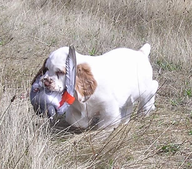 3 months old and retrieving live pigeons to hand! FTOR pigeon was fine, just damp and annoyed. That particular bird went on many pup training trips and died from very old pigeon age after we retired him.