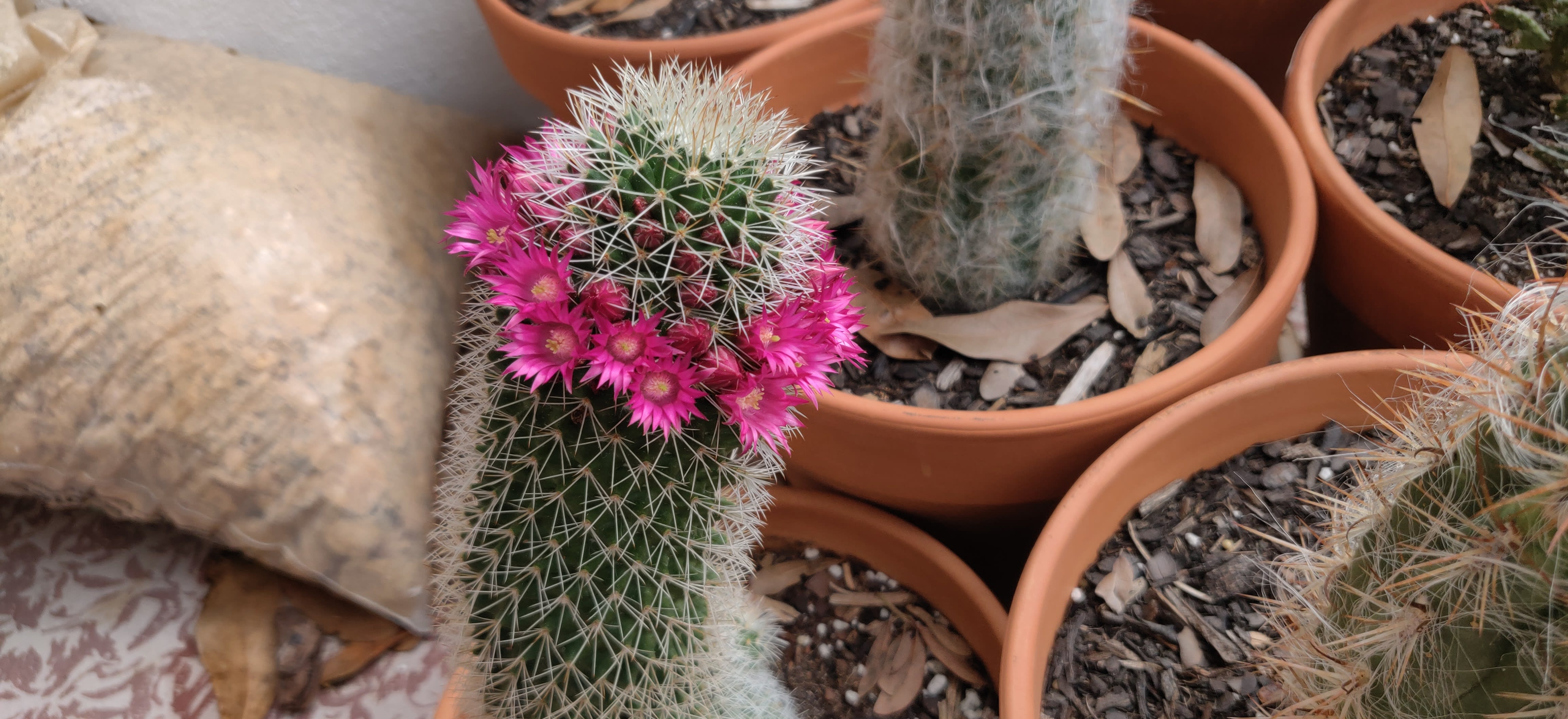 Cacti04