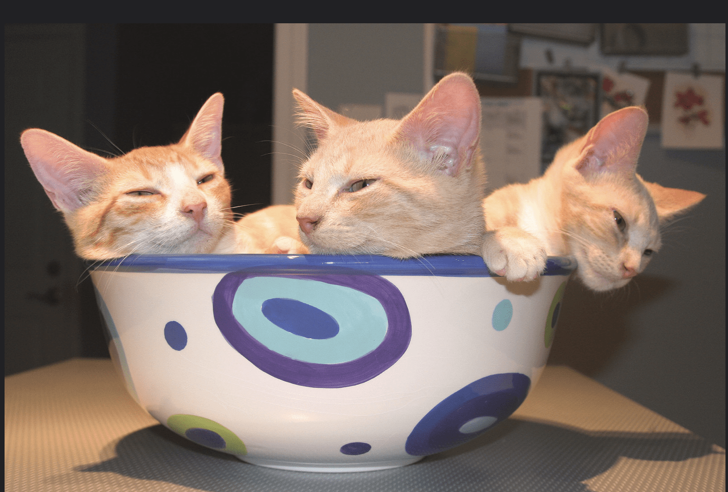 Котам можно суп. Кошачий суп. Cat & Soup коты. Cat Soup Эстетика.