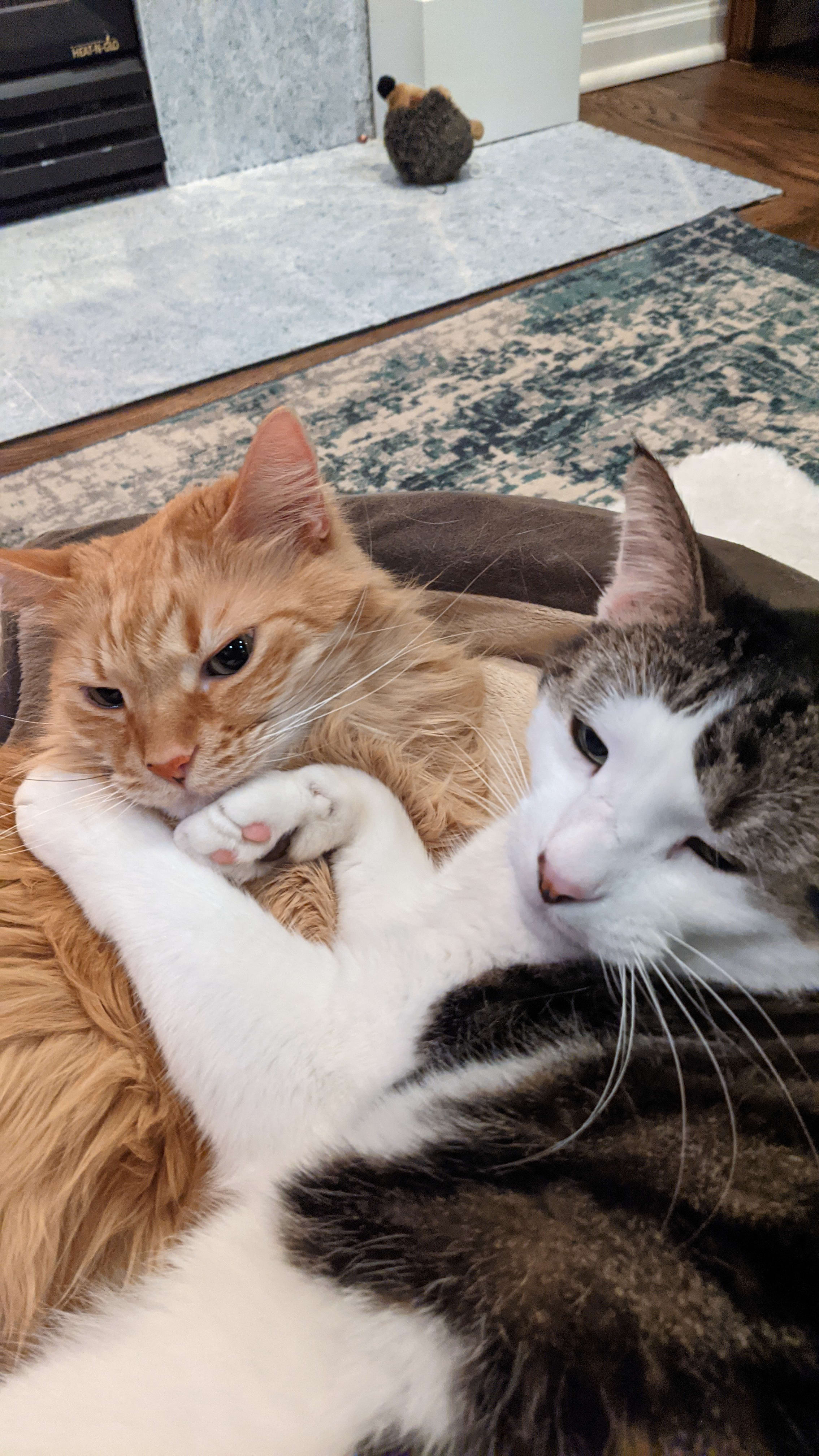 Picture of two dumb cats