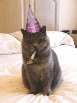 bday cat