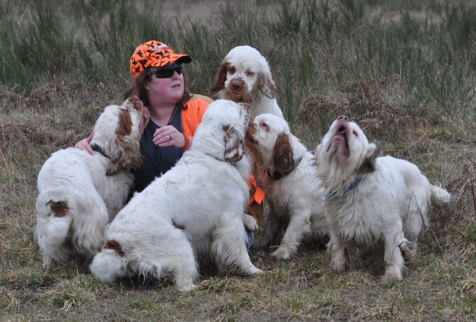 Clumber Spaniels. No, they aren't an easy breed to have. 30+ years in this fabulous breed.