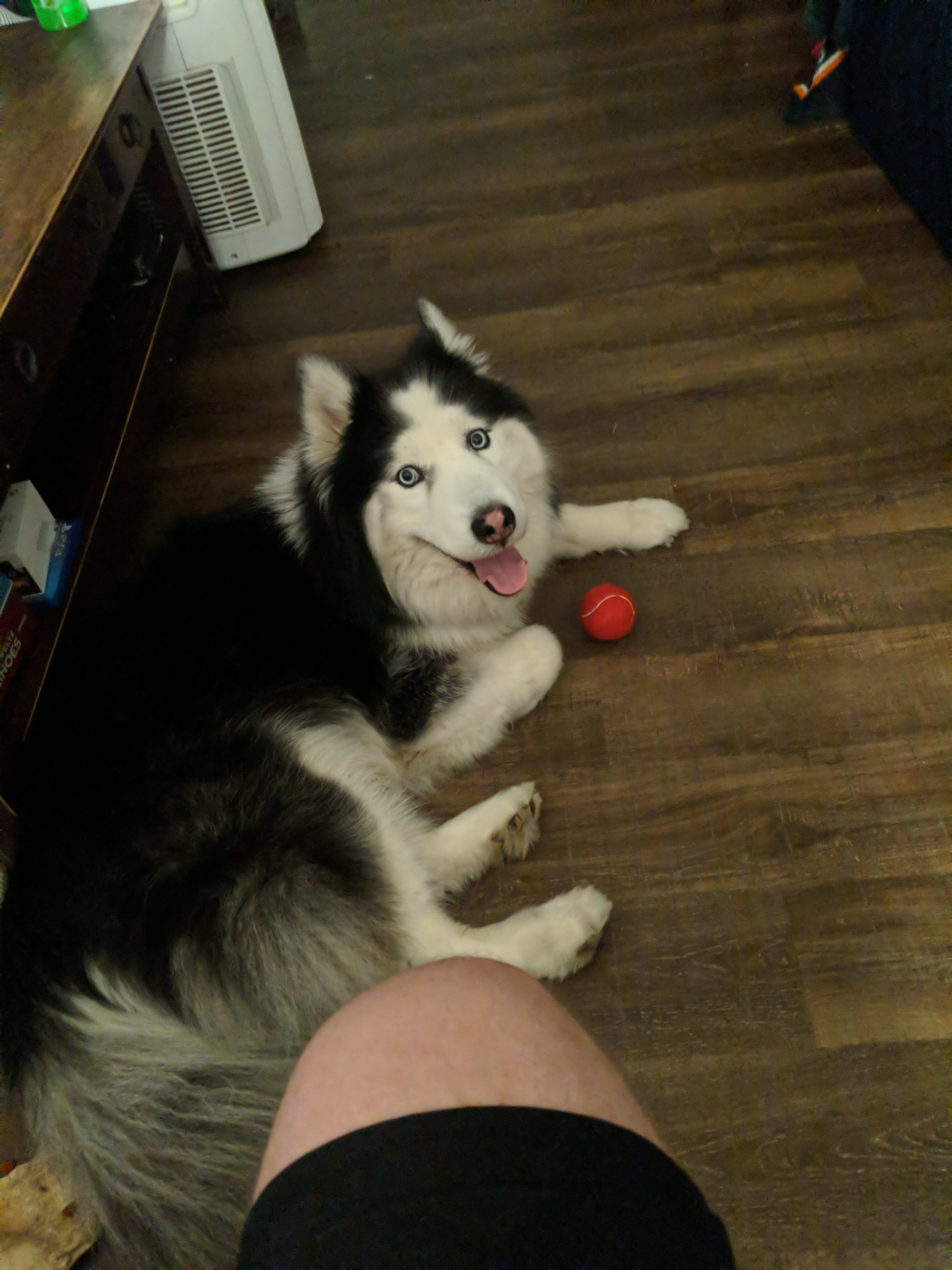 Echo, the Mouthy Husky
