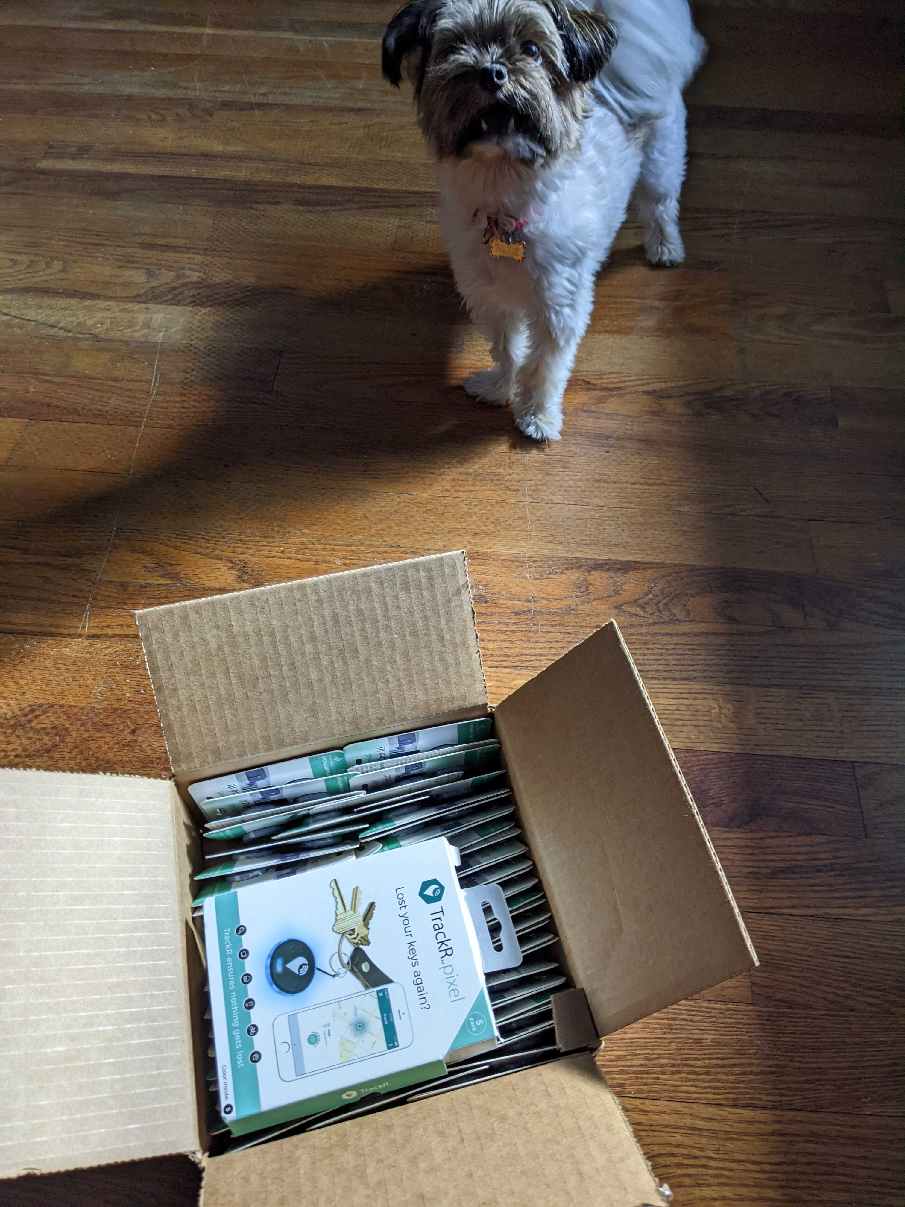Trixie, the Morkie, and a box of tracking pixels