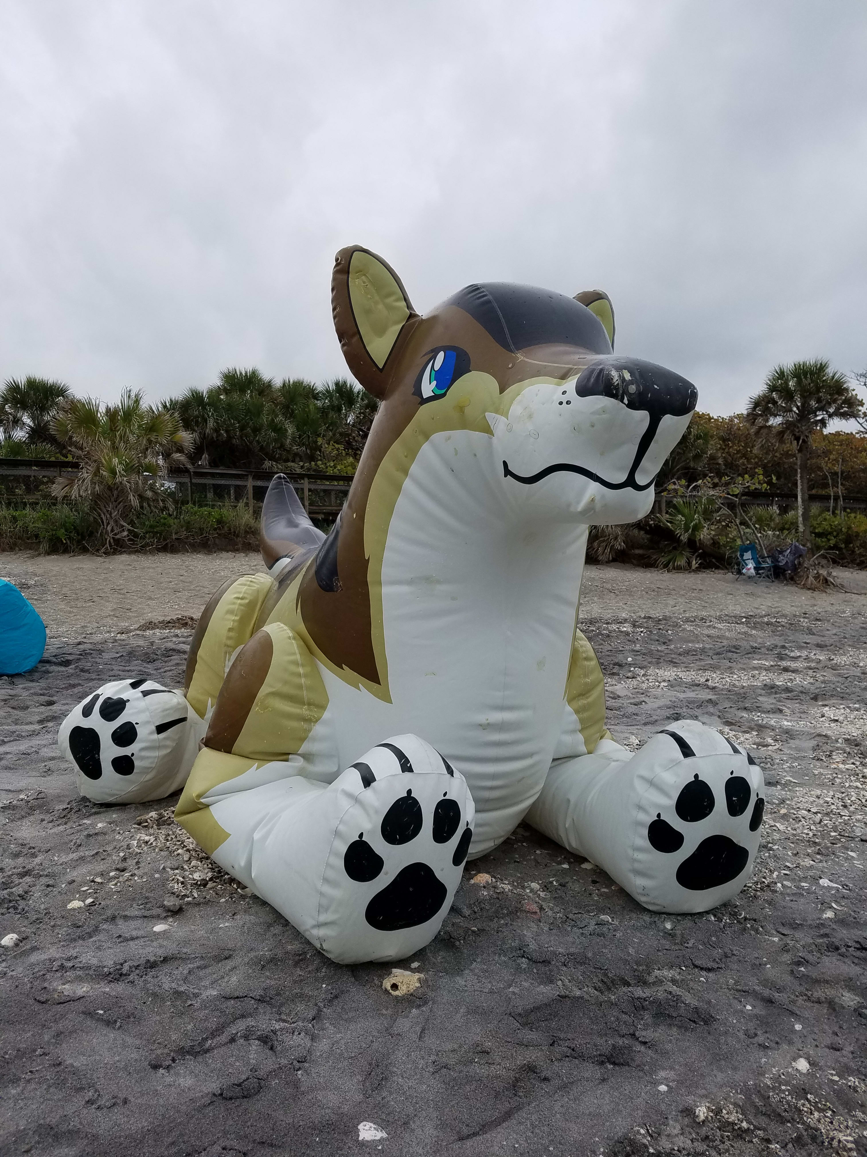 Looking for sharks' teeth on Nokomis Beach