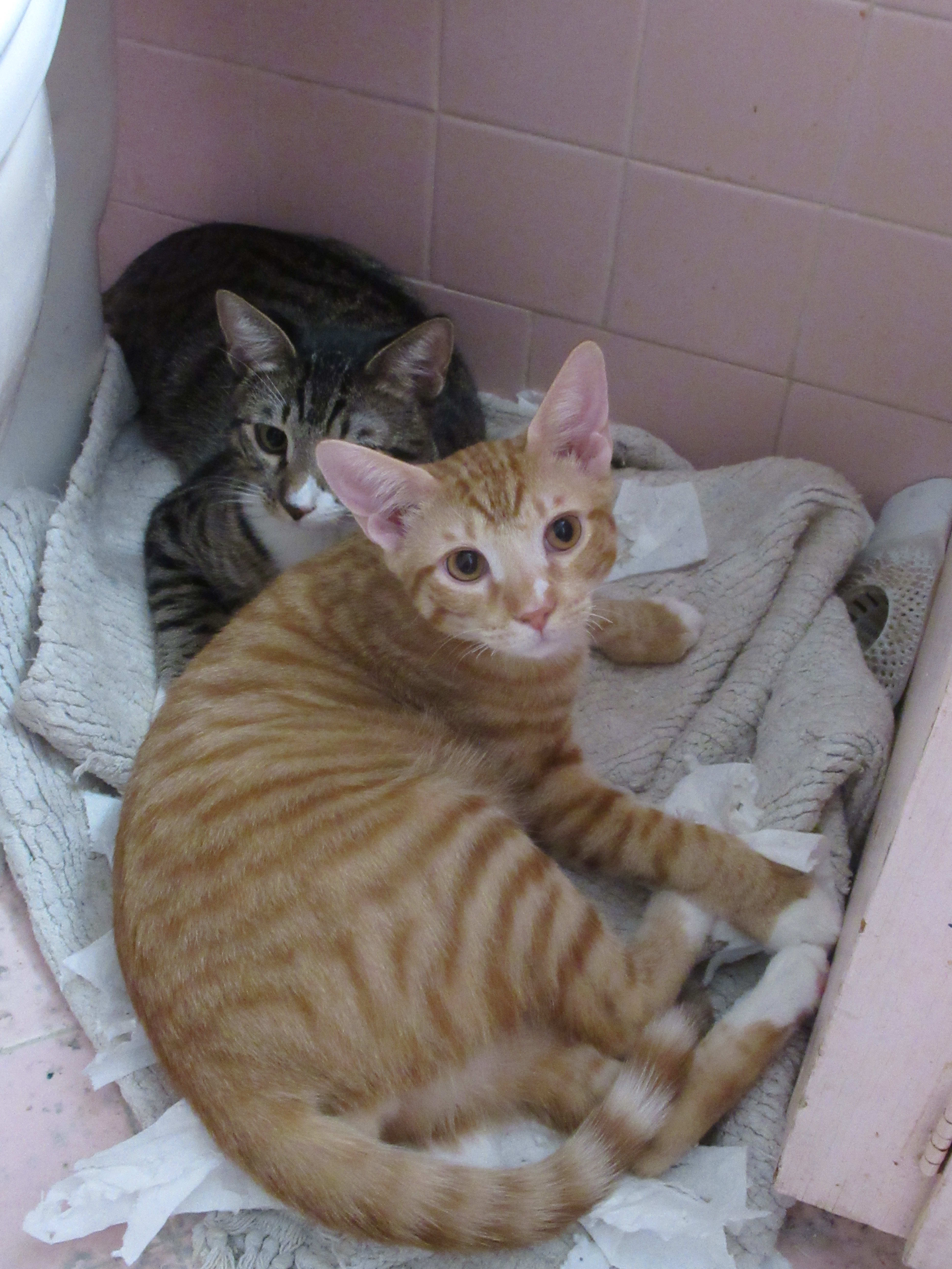 Kittens in innocent repose