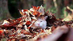 cat leaves