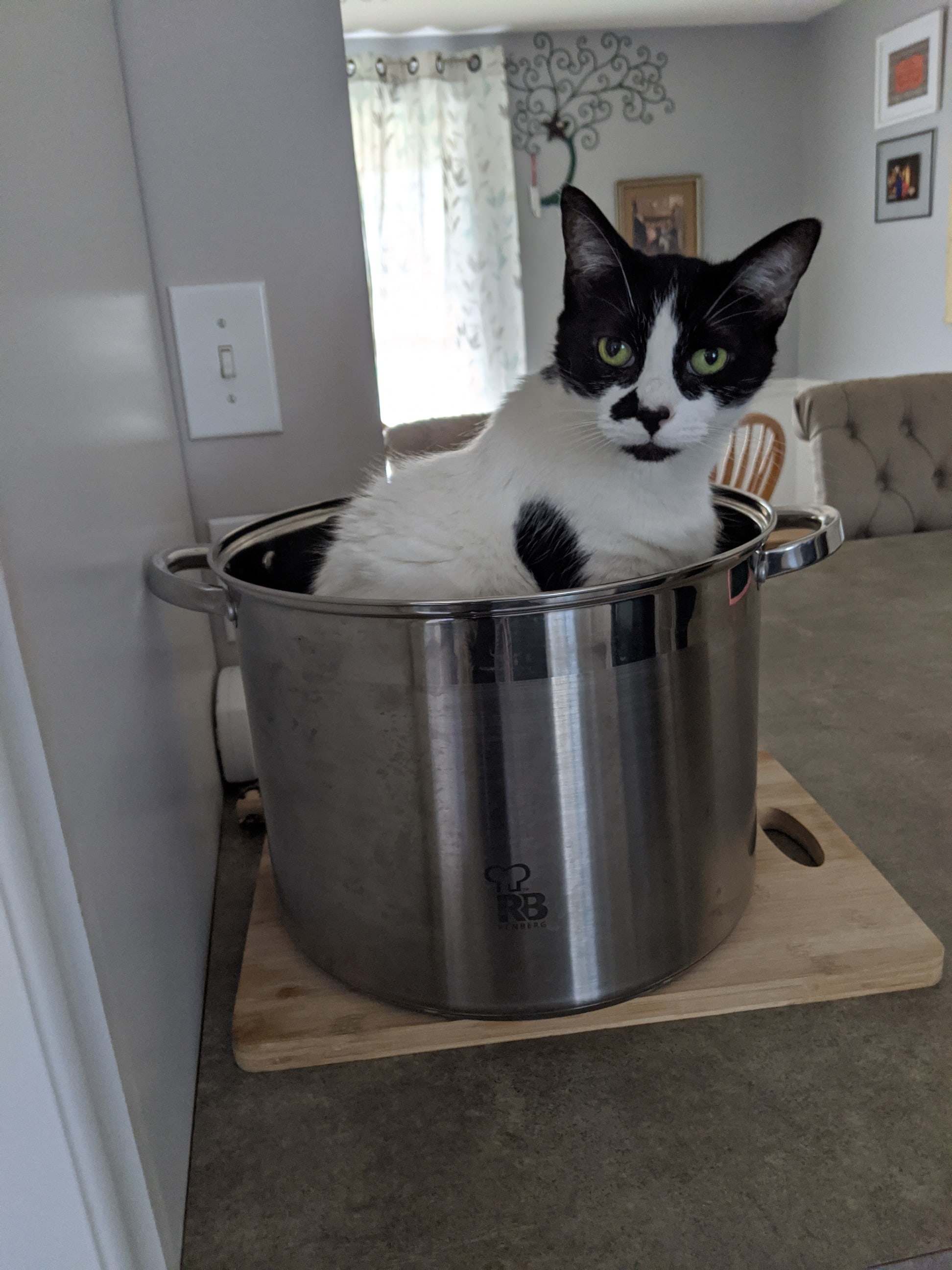 Got the pot out to sous vide, turned my back for a minute, cat in the pot. Sigh.