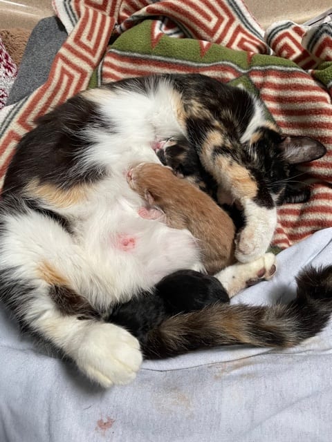 St. Patrick's kittens born today!