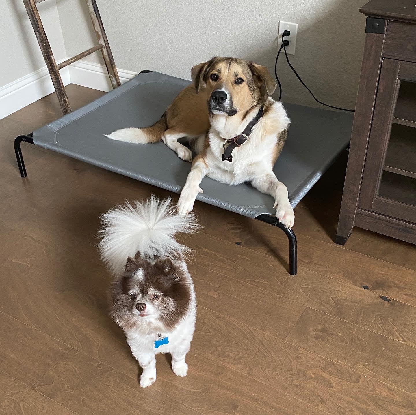 We added Max to our Fam last year