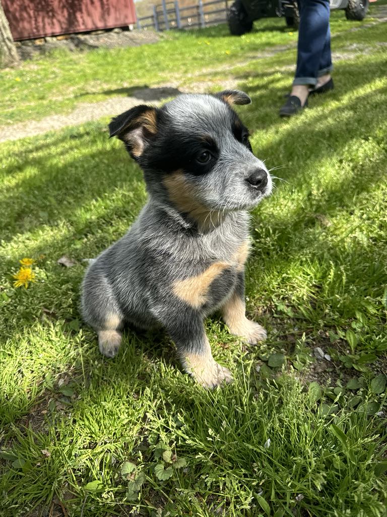 since I didn't take a picture of my IRK here's a pic of my sister's new puppy Lulu! 😍