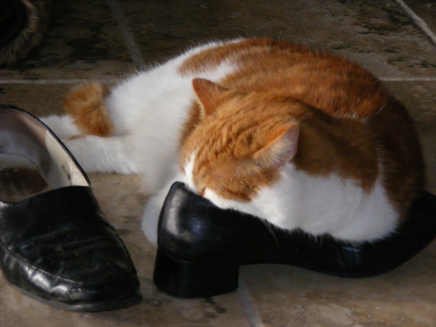 talkative-knockout-smell