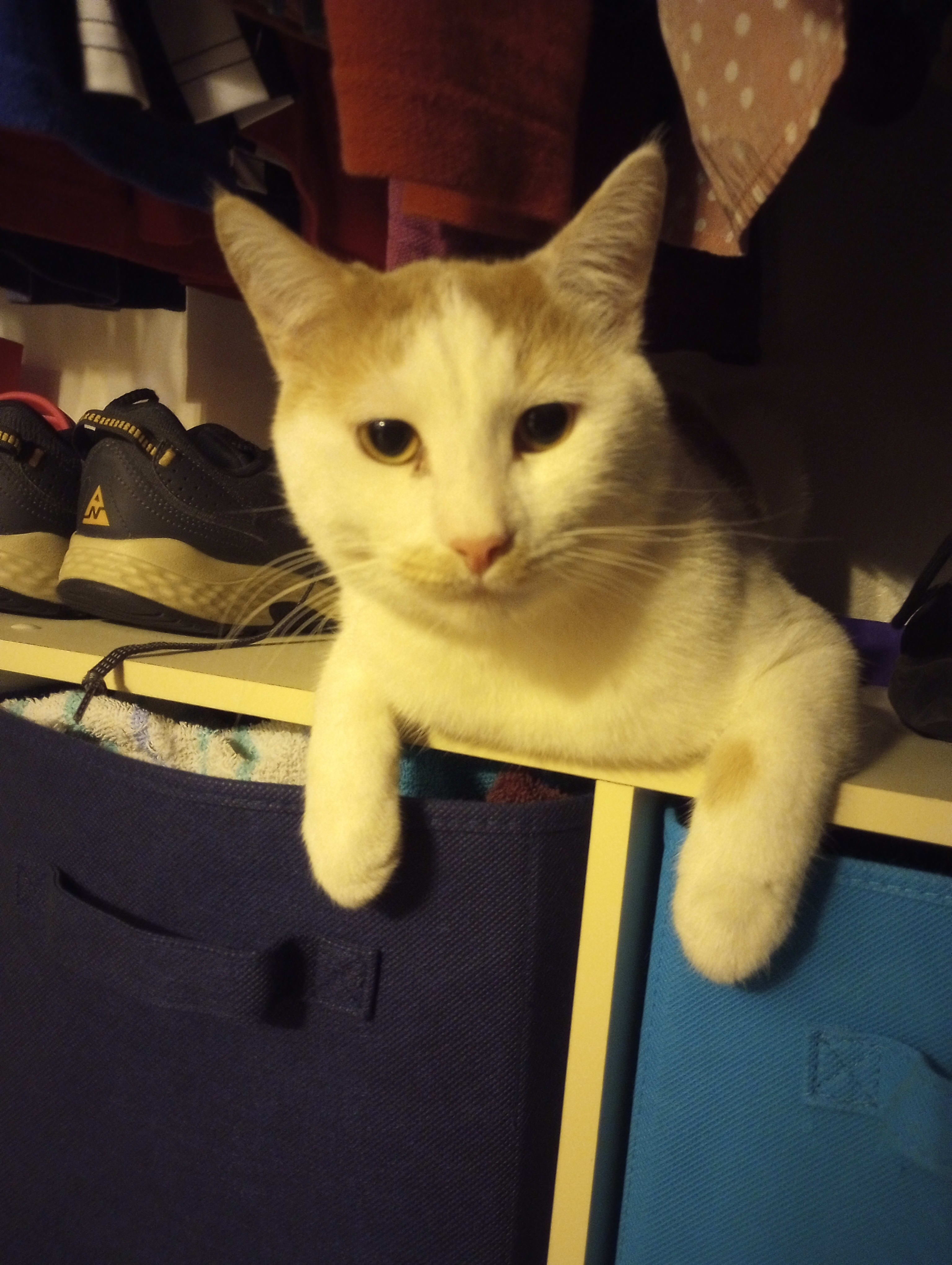 This is Pixel, hanging out where my shoes normally live
