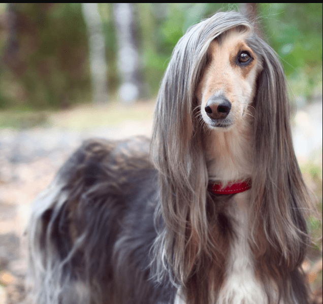 Whatever this one is