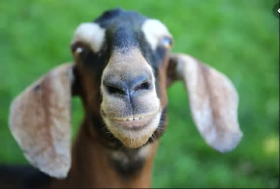 goat smile