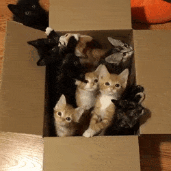 kitten box