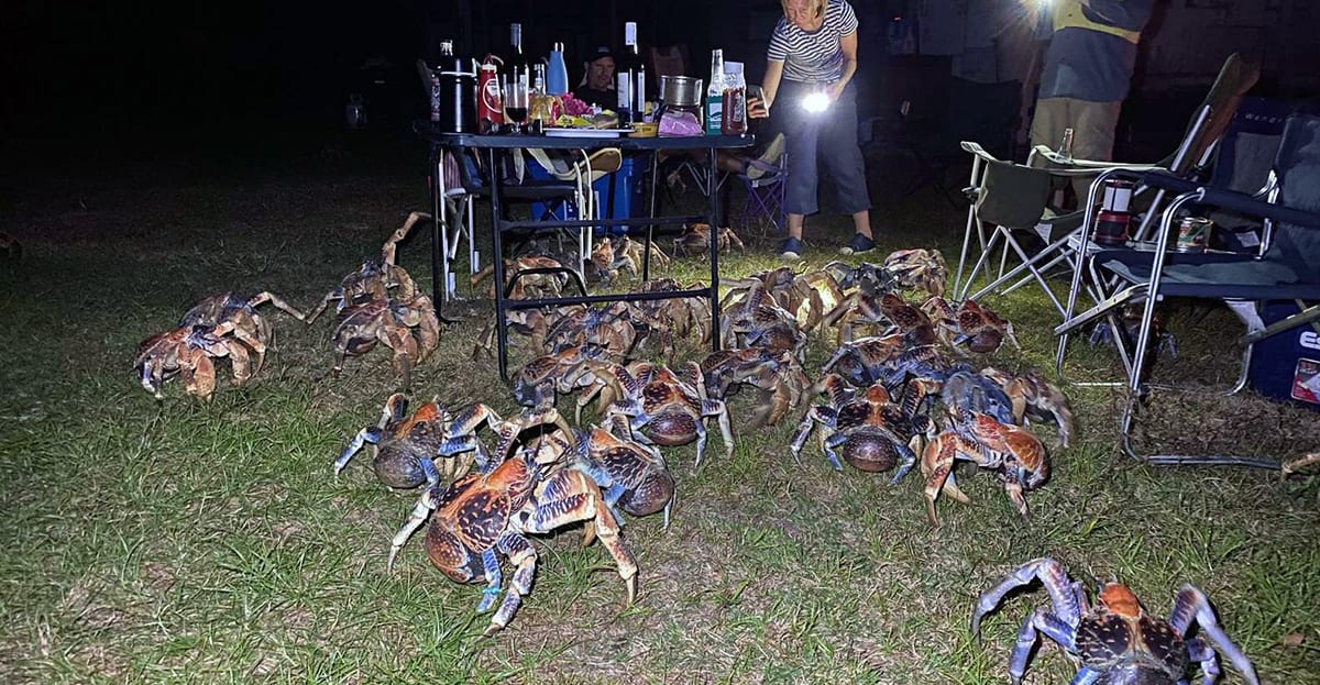 Coconut Crabs
