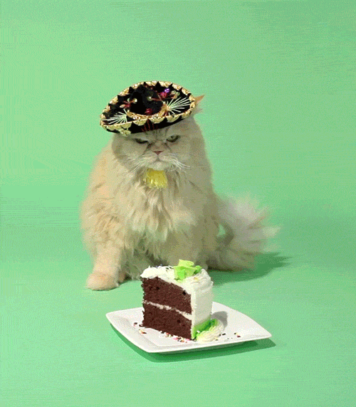Catty Birthday