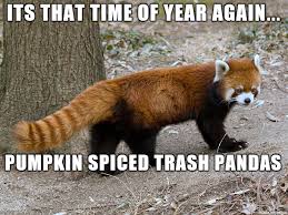 pumpkin spice tp