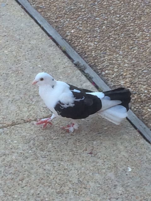 enter image description here