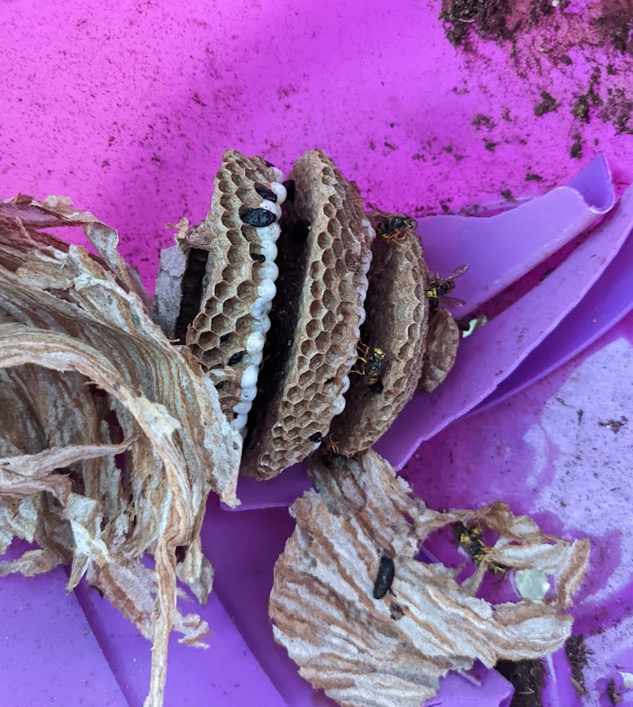 destroyed paper wasp nest