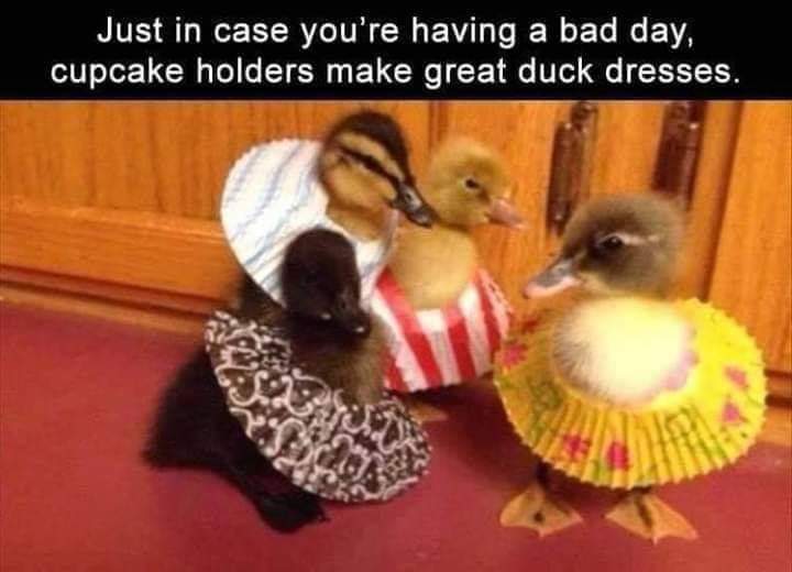 duckies