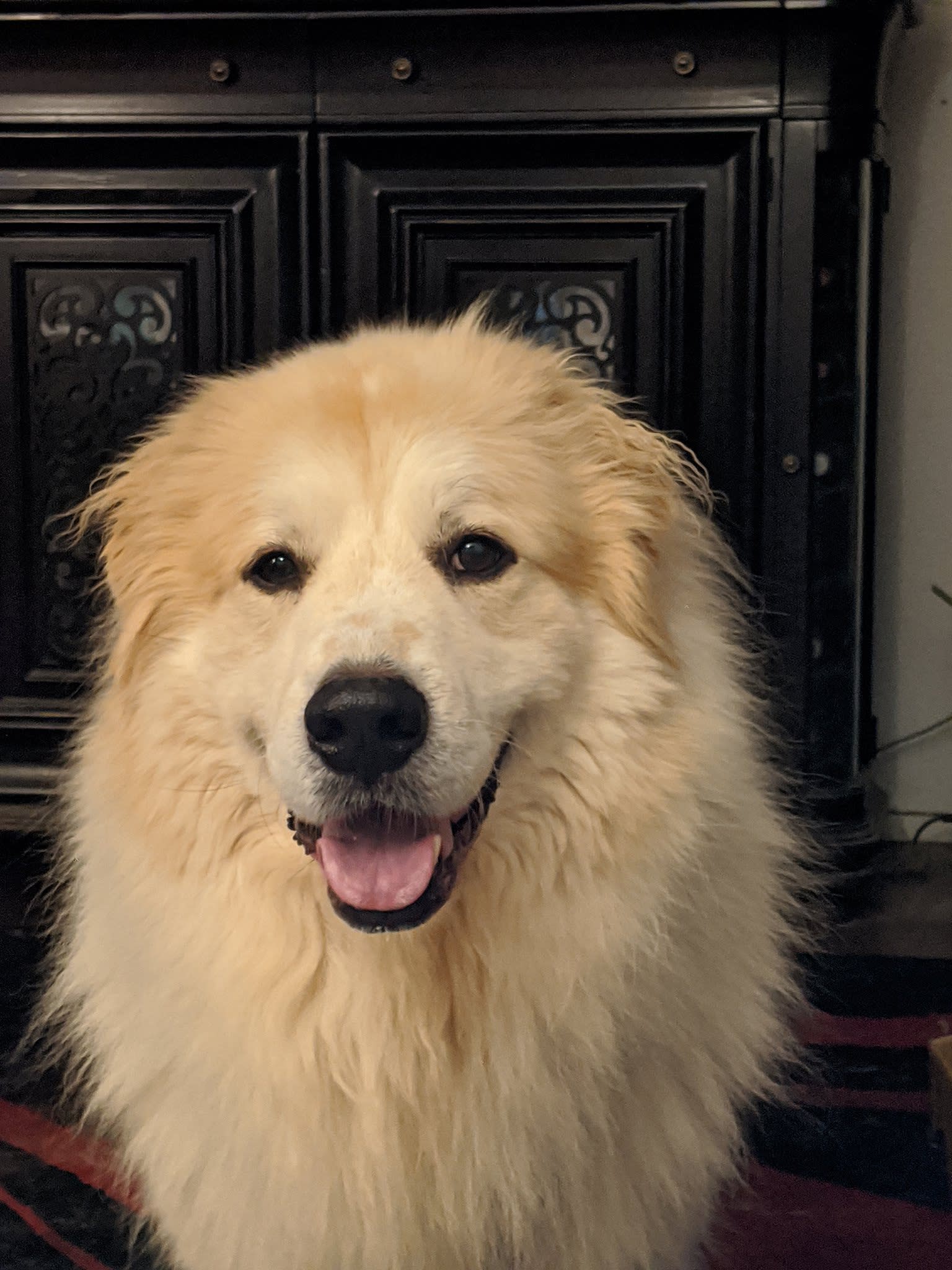 A white and brown great pyrenees