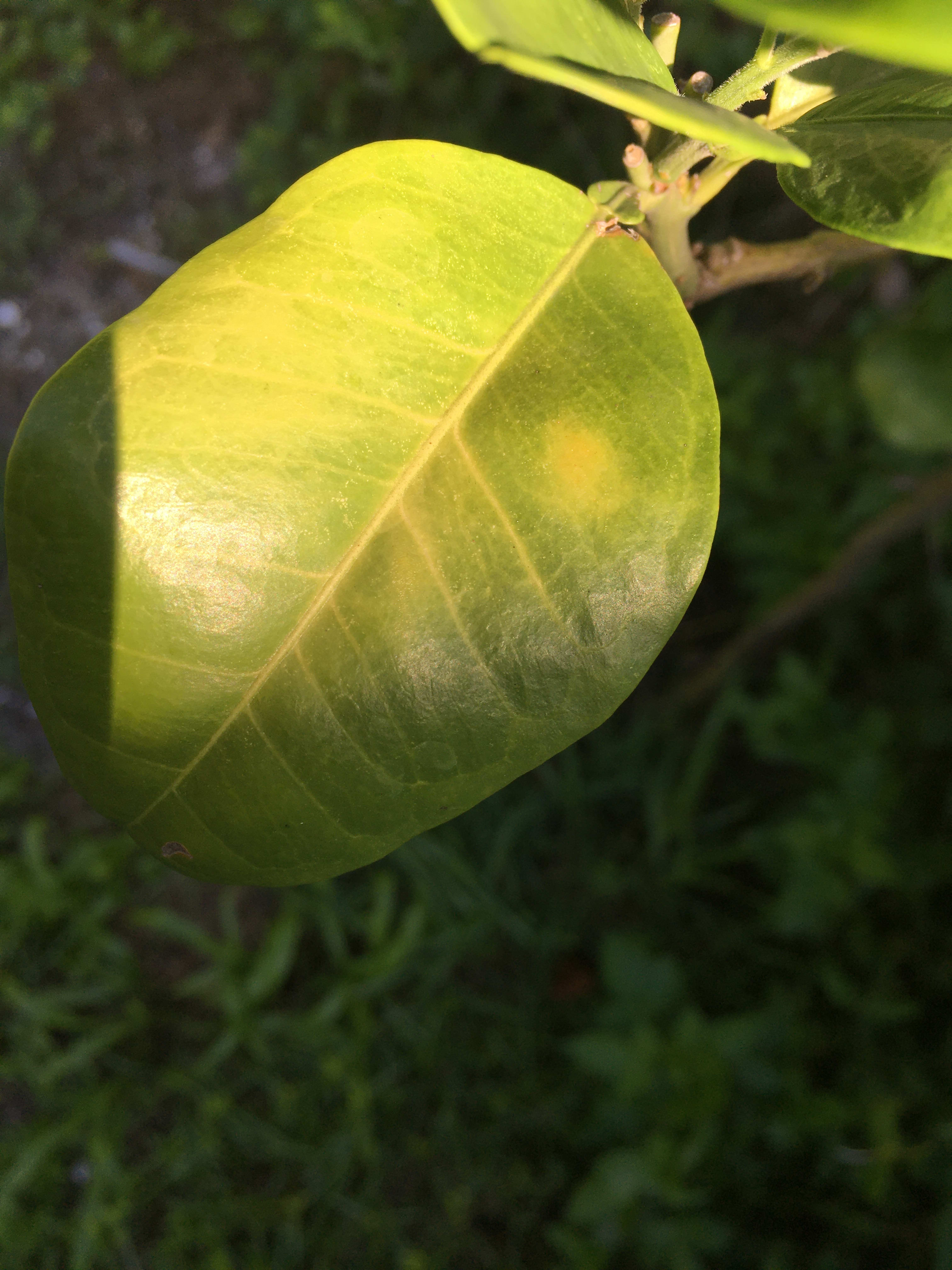 HLB leaf