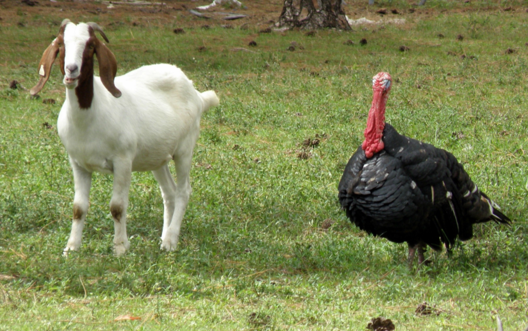 gobble gobble