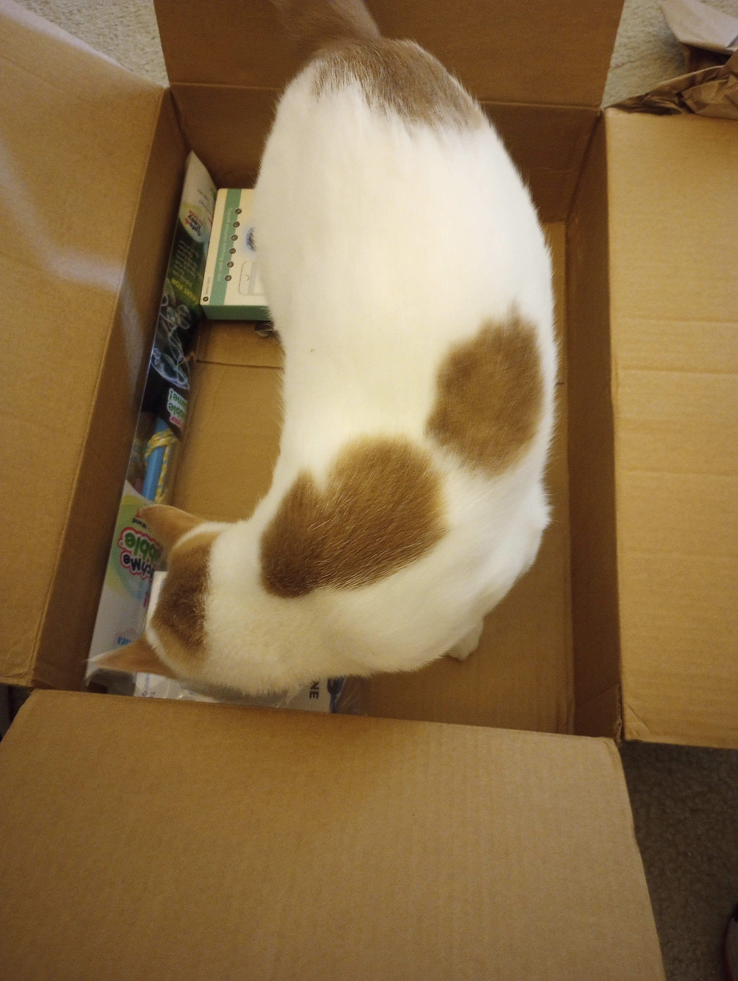 Pixel reassessed his determination of the box as very fine mid-way through the unpacking process. In the end he decided it really was a very fine box!