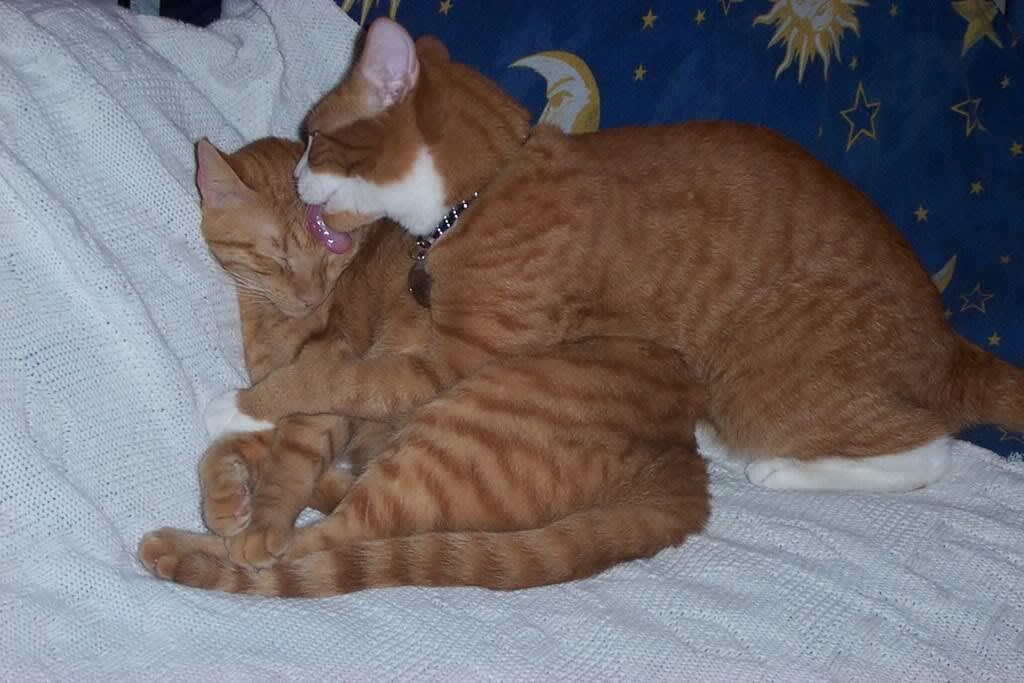 Tigger and Ziggy: Lick!