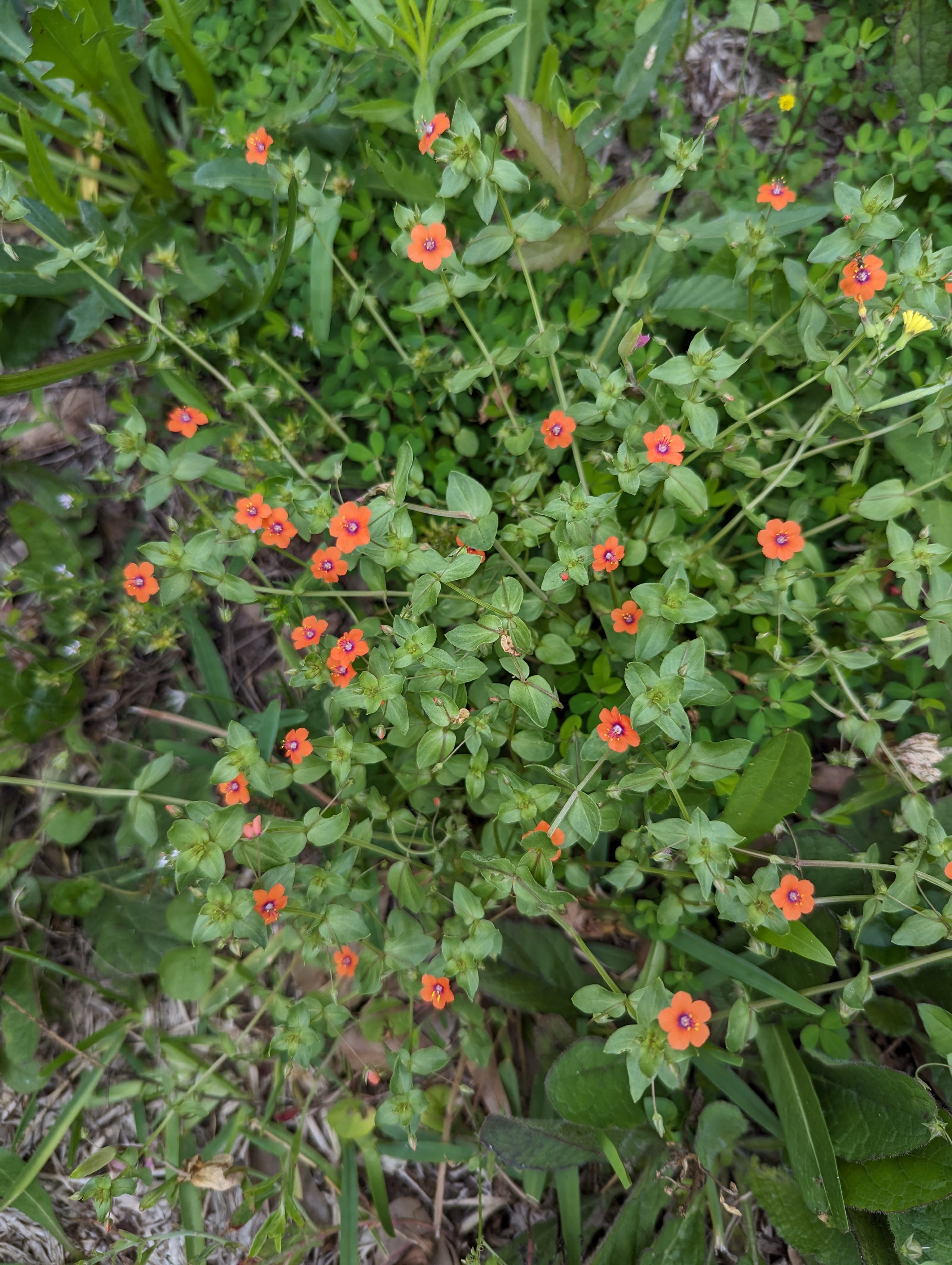 Purty liddle arnge waldflahrs