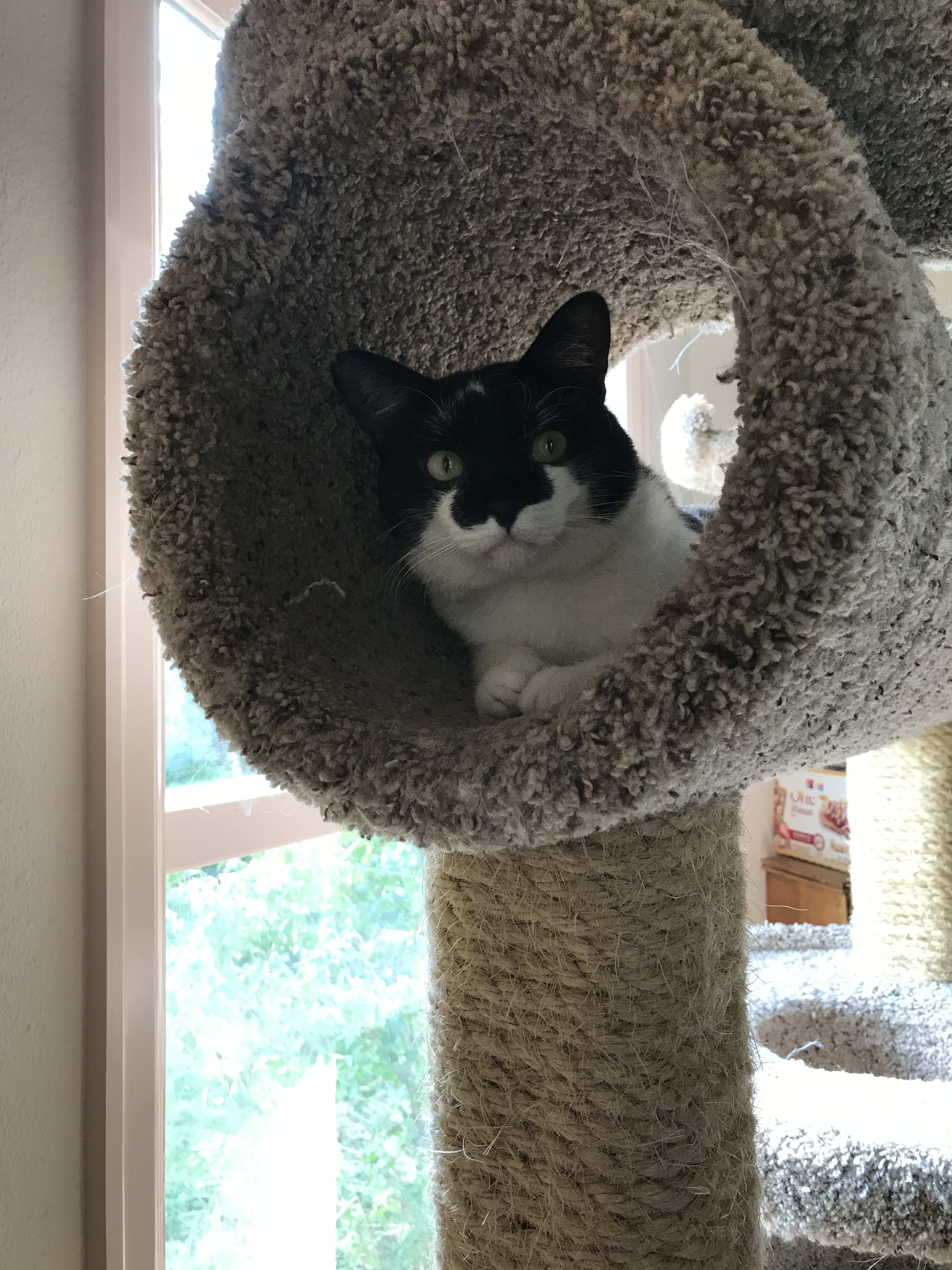 cat tree