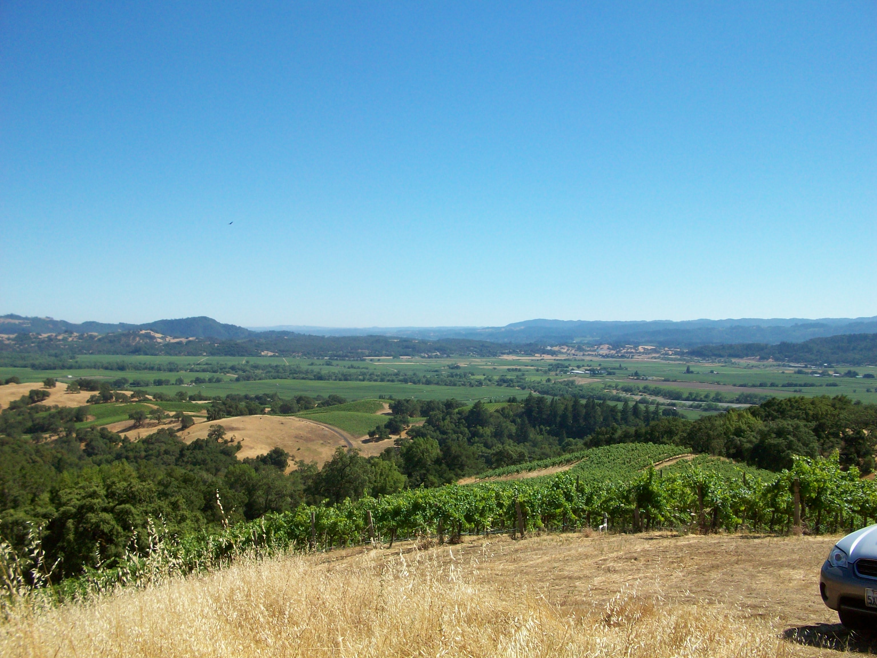 From the Mid-Slope Cabernet Block