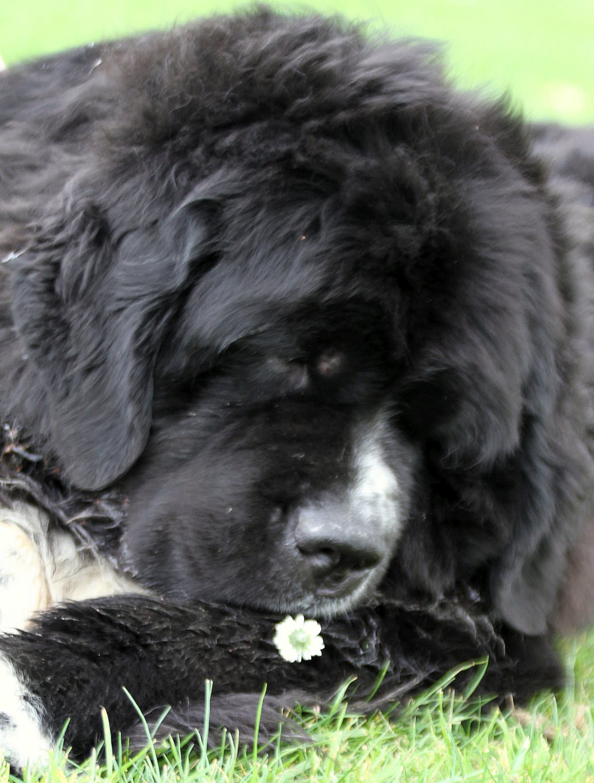Our Newfie- Maggie