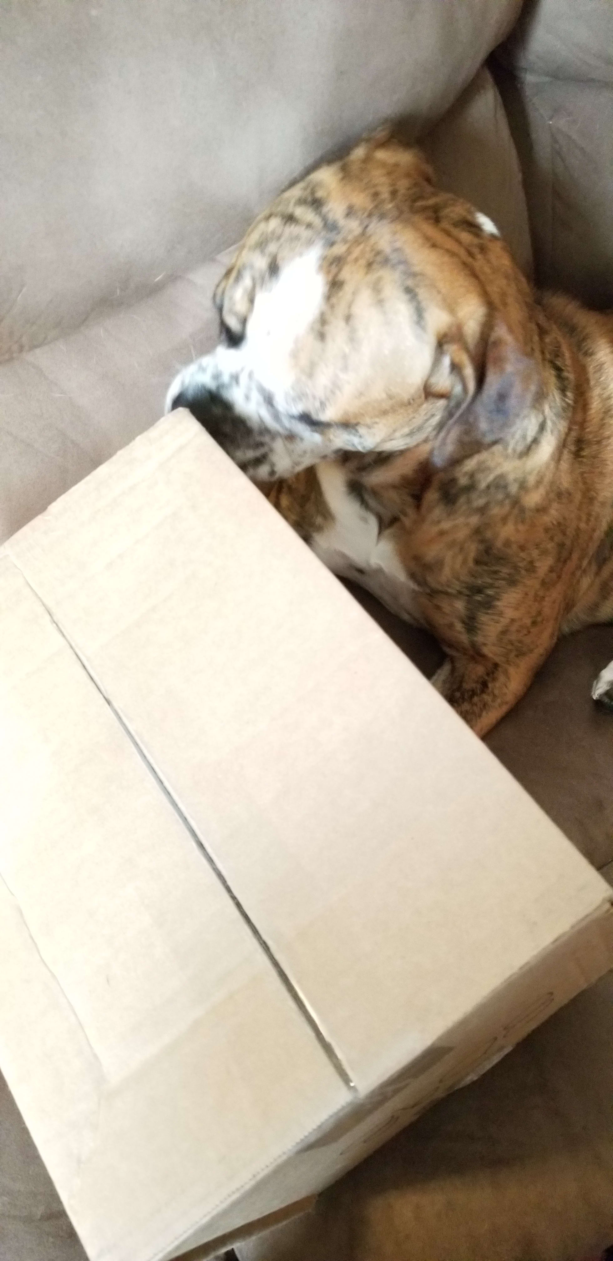 Paprika was very interested in the box!