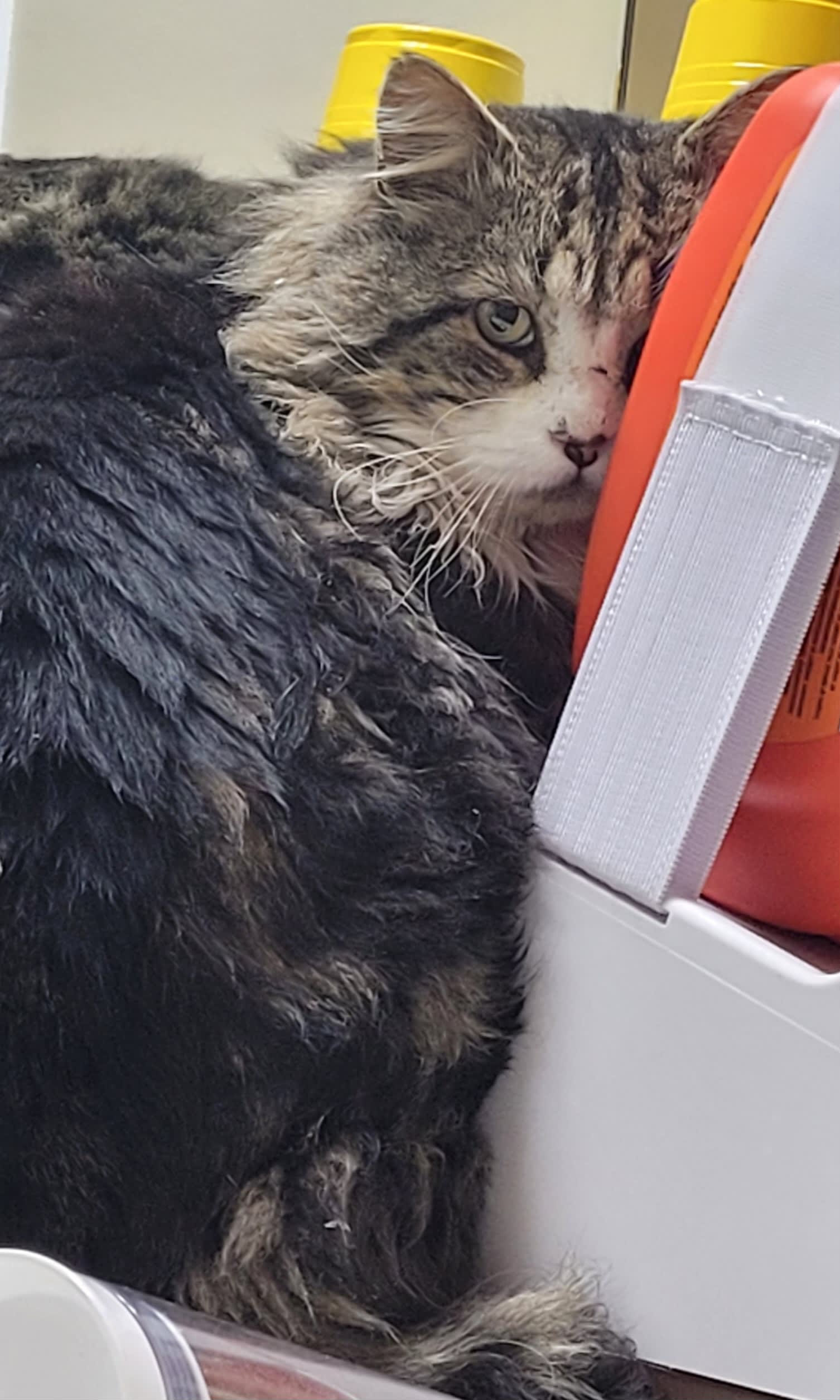 hella grumpy stray kitty