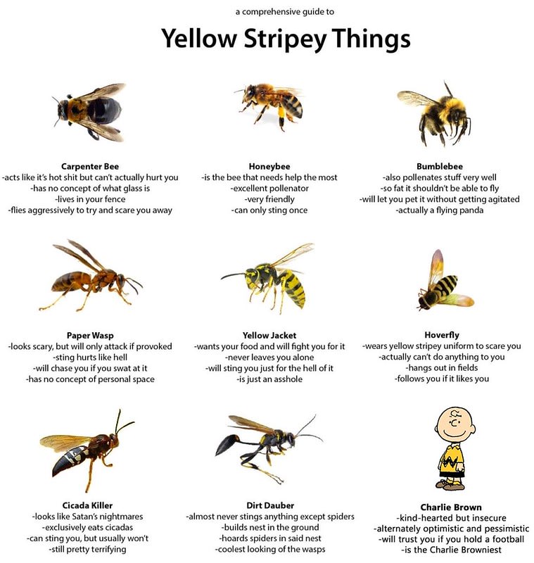 bees vs wasps