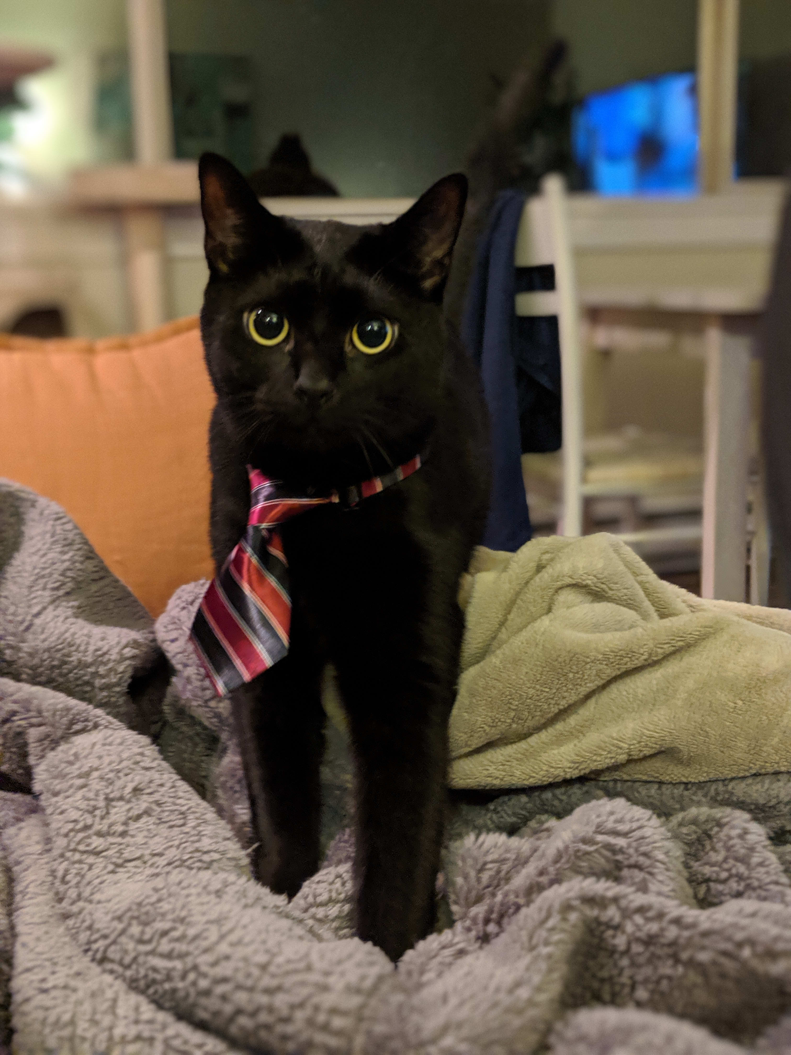 Bonus: Cat with a tie