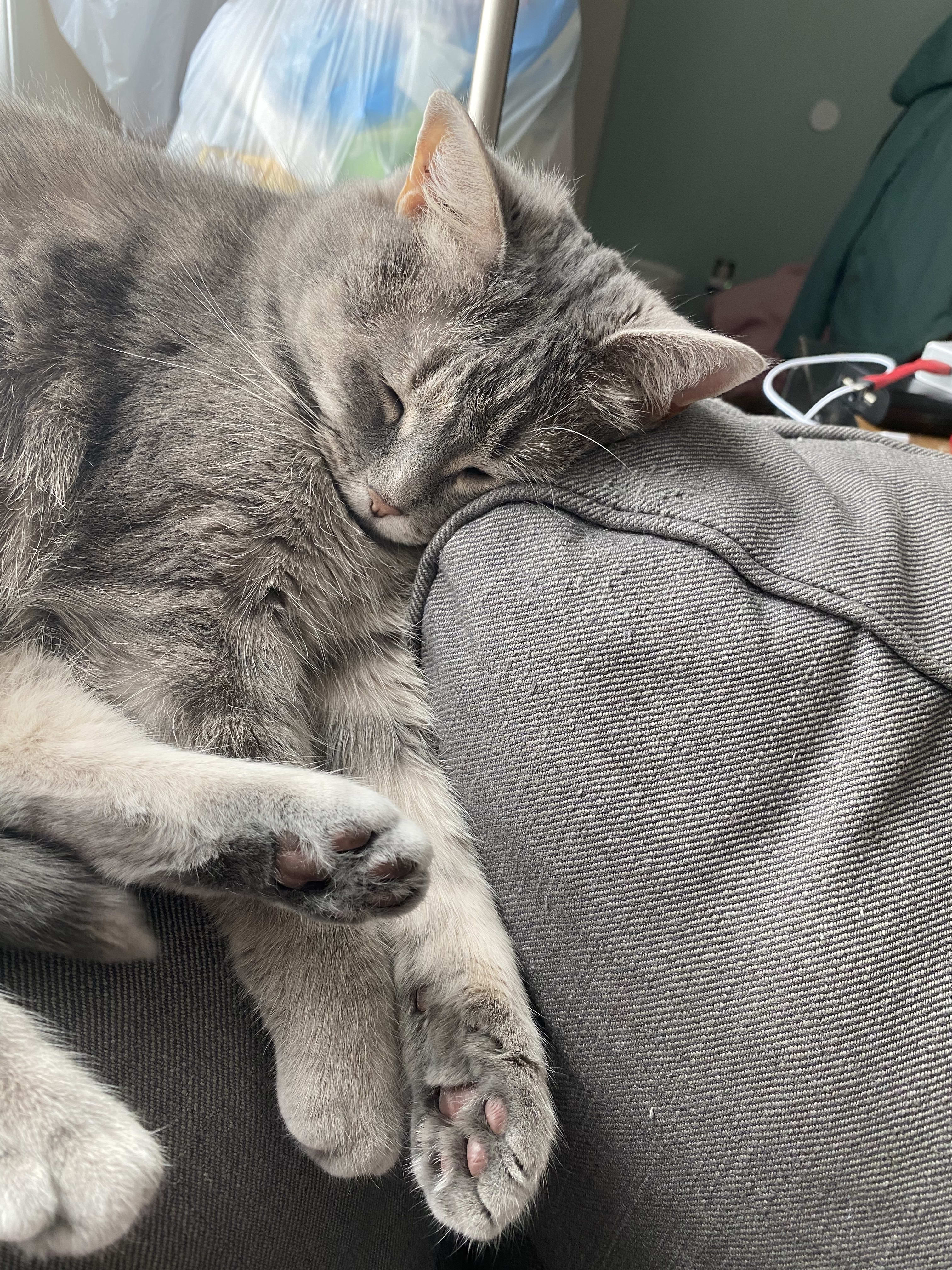 Piper was very tired after a long day of doing absolutely nothing.