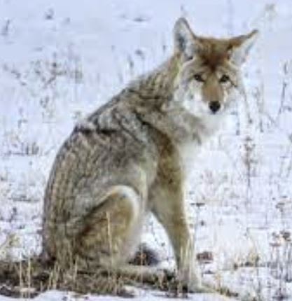 incredible-abashed-fox