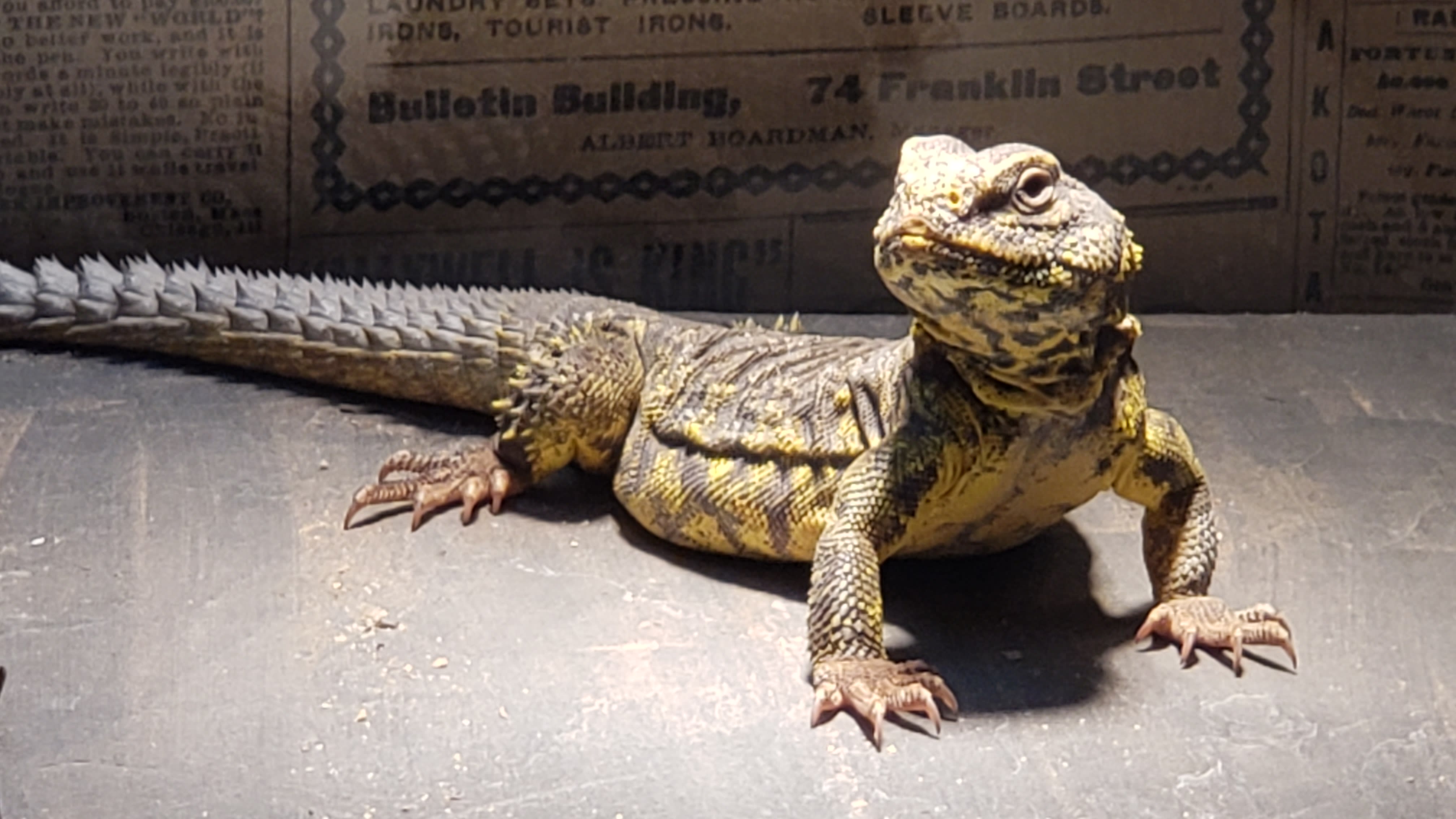 Thag the Uromastyx